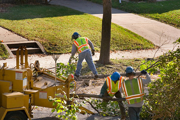 Best Utility Line Clearance  in Thermalito, CA